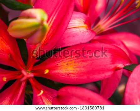Close-up photos of beautiful flowers in a flower garden