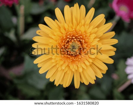 Close-up photos of beautiful flowers in a flower garden