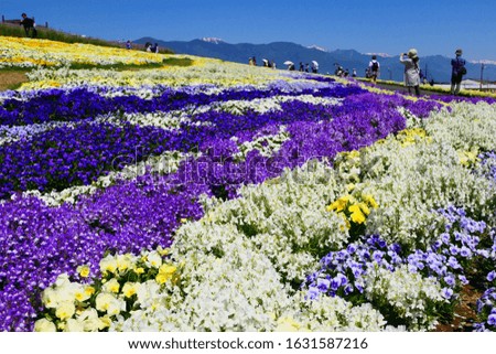 Pansy Flowers with Japanese Northern Alps.This place is Shinshu Sky Park.Matsumoto Nagano Japan.Late May.