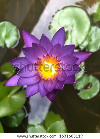 Selective focus on vibrant purple water lily on water with bright yellow centre