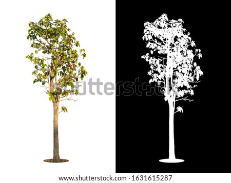 High resolution of Big tree isolated on white background with clipping path and alpha channel. large images are suitable for all types of art work and print.