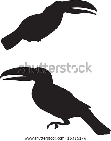 toucan, vector