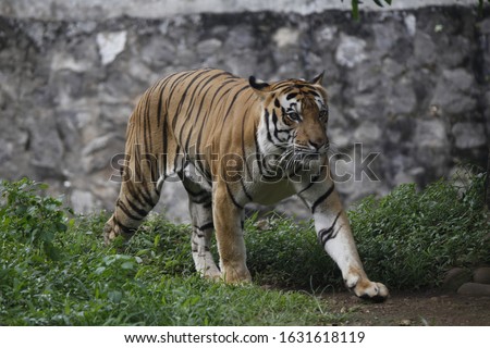 A tiger is walking on the grass