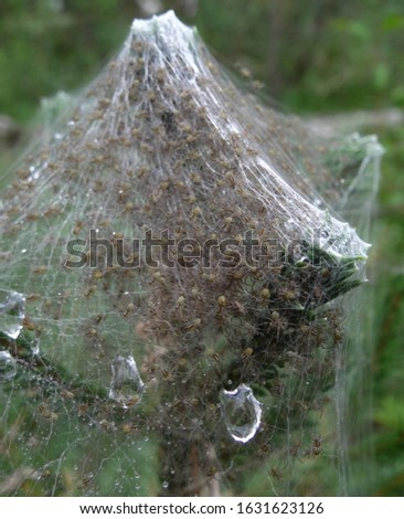 small spiders in a house made of cobwebs among the branches of a fir tree