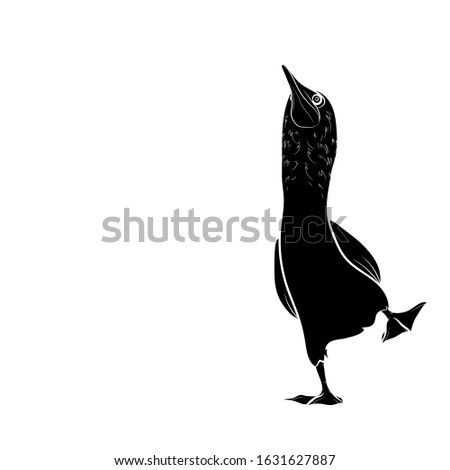 Silhouette of the blue-footed booby. Black and white illustration. Vector.