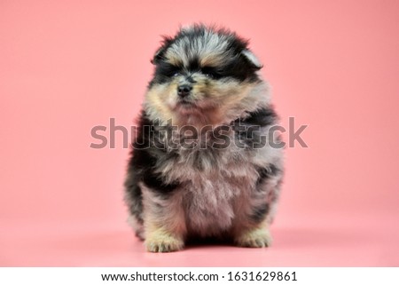 Pomeranian Spitz puppy, copy space. Cute fluffy tri-colored Spitz dog on pink background. Family-friendly tiny Dwarf-Spitz pom dog.