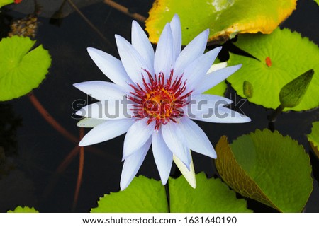 A beautiful white lotus flower in a park at Bangkok, Thailand