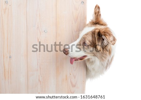 Border collie stands from behind empty wooden boards and looks on empty space for text. Isolated on white background
