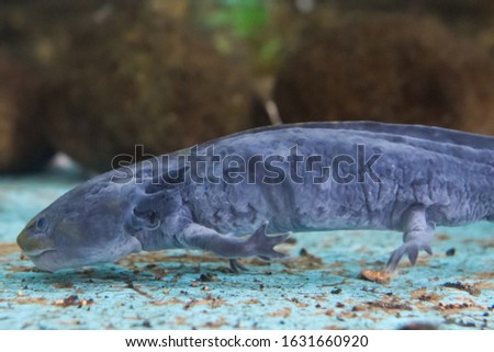 Axolotl or Salamender is a fish that has four legs and a head that resembles a dragon.