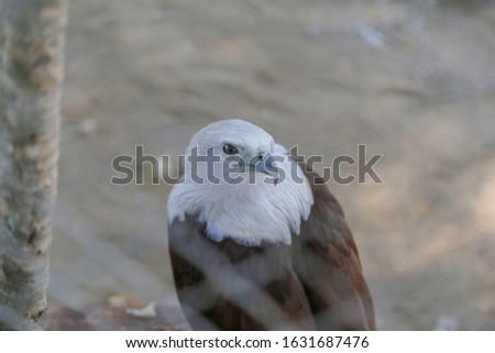 Red-backed sea-eagle in the zoo.