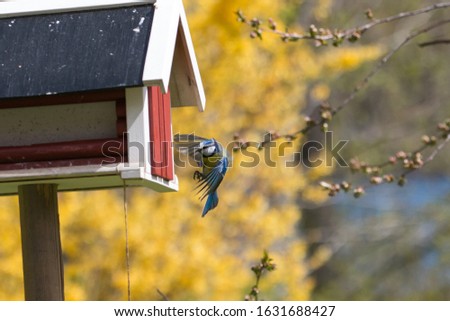 The Eurasian blue tit is a small passerine bird in the tit family, Paridae. It is easily recognisable by its blue and yellow plumage and small size