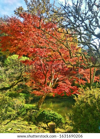 The red leaves, brown branches of trees in the garden and sunlight morning.