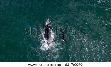 aerial view of a mother of Southern Right Whales and his calf in Hermanus, South Africa