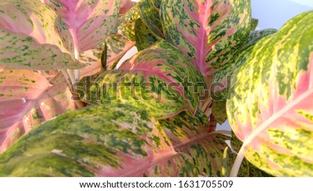 Picture of green leaves with stripes and dry leaves