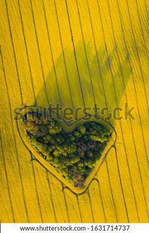 Real heart shaped copse of forest among rape field.
Nature love. Valentine symbol.