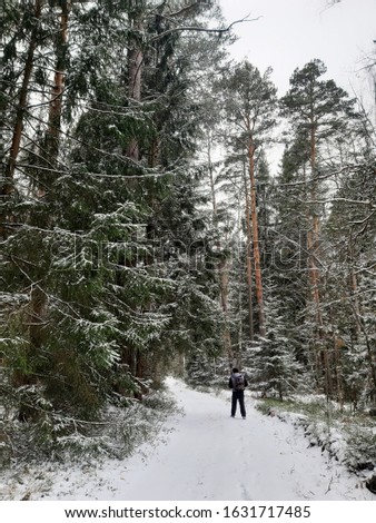 In Russia, the Meshchersky forest was covered with new snow