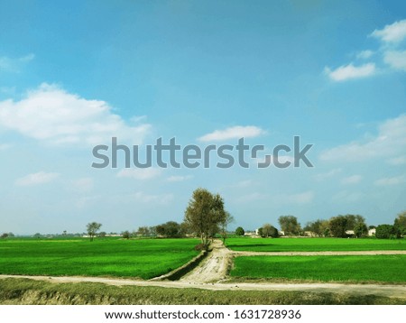 Background Green Scene in a Village