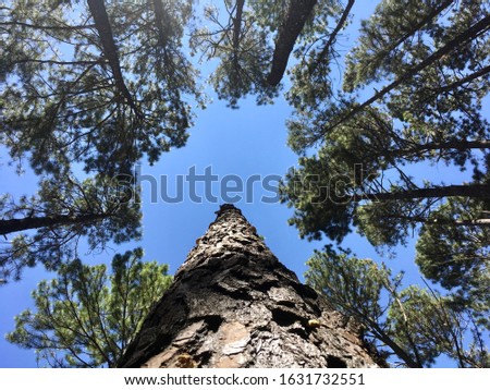 Pictures of many beautiful views of pine forest