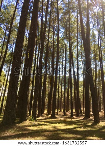 Pictures of many beautiful views of pine forest