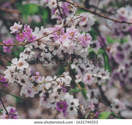 Purple and white flowers (Lagerstroemia) blooming on branches and green leaves, Mueang Chon Buri, Thailand