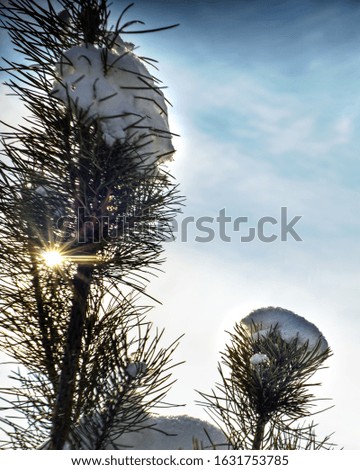 snowy pine branch on a background of blue sky, a ray of sunshine through the branches