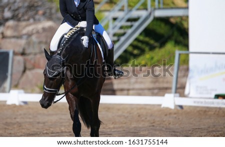 Dressage horse is praised by his rider after a successful test!
