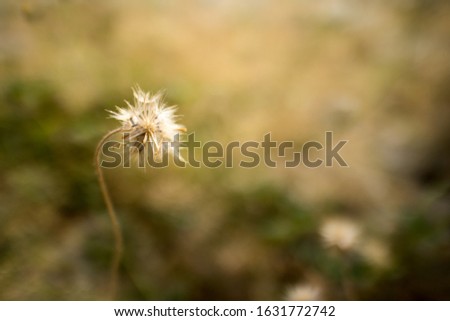 Close up of dandelion flower in wide green grass