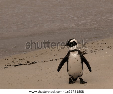 Portrait of a penguin on Simon's Town beach