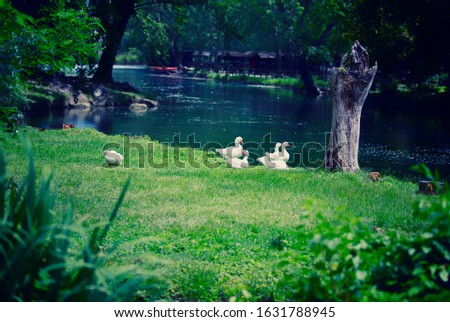 River in the park of Grassano with ducks
