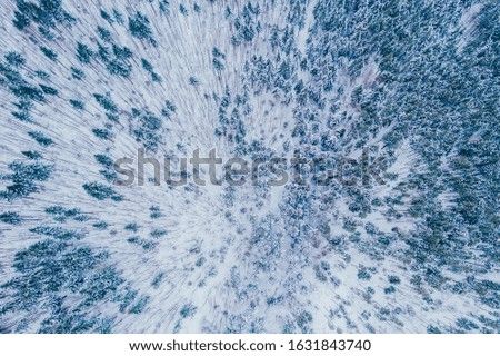 Aerial shot of frozen pine trees in winter. 