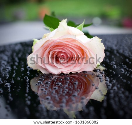 Art photo rose isolated on glass black blurred background / Closeup / For design, texture, background.