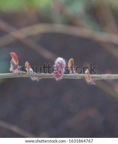 Winter Catkins of the Japanese Pink Pussy Willow Shrub (Salix gracilistyla 'Mount Aso') in a Country Cottage Garden in Rural Devon, England, UK