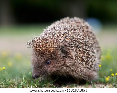 European hedgehog ( Erinaceus europaeus) in natuiral habitat