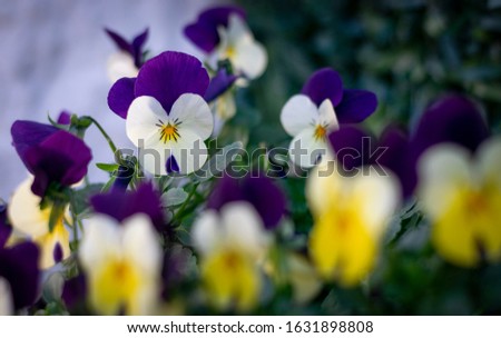 Beautiful and healthy pansy flower in the garden. Spring time. Purple flower at spring season Flor pensamientos.  Radiant flowers in spring. Flores de primavera. Viola Cornuta.