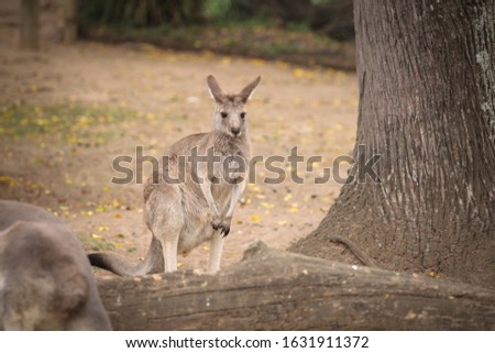 Friendly and lovely kangaroos in Australia