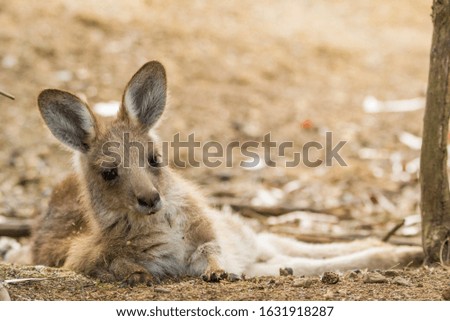 Tasman Peninsula, Tasmania, Australia: Little kangaroo resting in the bush
