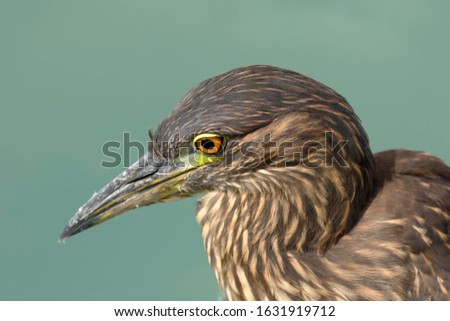 STRIATED HERON (Butorides striata), detail of a egret's head while fishing by the lake. Lima Peru