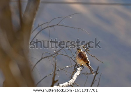 AMERICAN KESTREL (Falco sparverius), beautiful specimen perched on tree branches with an unfocused background. Lima Peru
