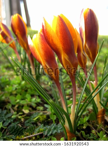 macro photo with a decorative background of beautiful bright yellow flowers bulbous plants crocuses for landscaping and landscape design as a source for prints, posters, decor, Wallpaper, interiors