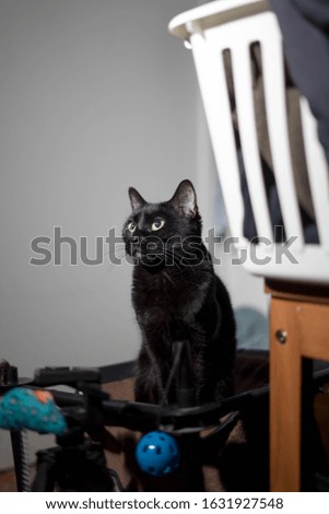 black cat standing and looking up with laundry and cat toys in the background with copy space