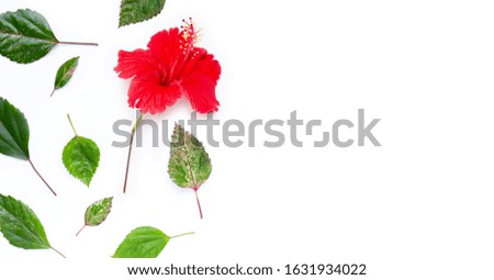 Hibiscus flower with leaves on white background. Copy space