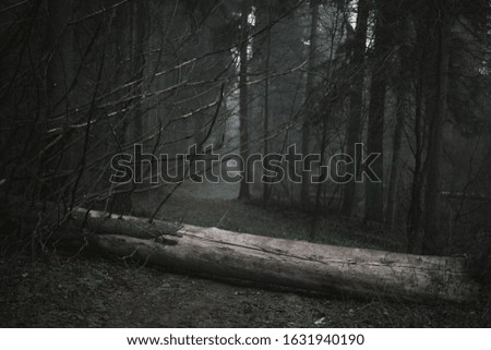 Fallen thick spruce tree on a forest road. Mystical foggy frame in hipster vintage colors