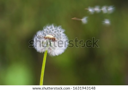 Taraxacum officinale - Dandelion in the meadow