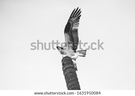 Close up Photograph of a Mexican Hawk taking off from the top of a tall palm tree trunk