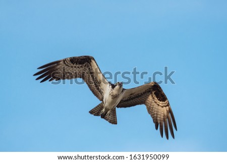 Interesting Photo of a Beautiful Hawk Flying, Mexico