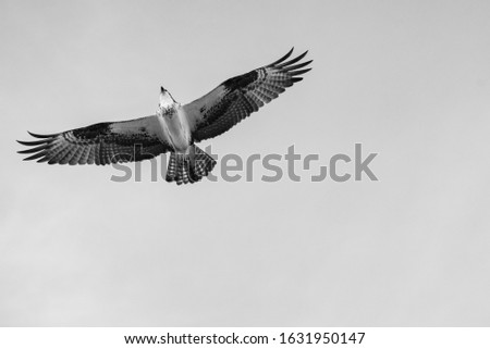 Black and white close up of a Mexican Falcon / Hawk flying in the sky, open wings