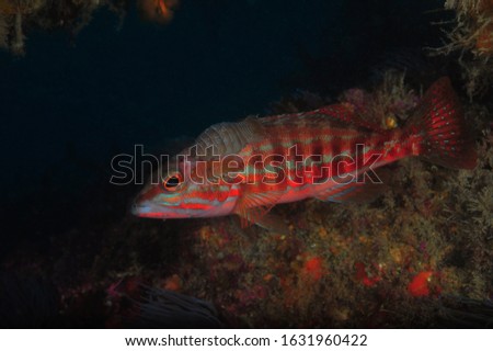 under water ocean fish photography
