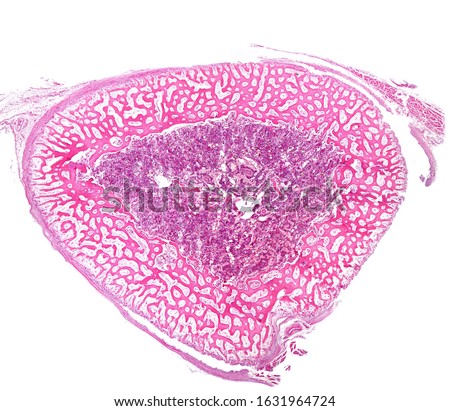 Cross-sectioned immature bone (diaphysis). The periosteum surrounds the cortical of immature or primary woven bone tissue formed by a network of bone trabeculae. The center material is the bone marrow Royalty-Free Stock Photo #1631964724