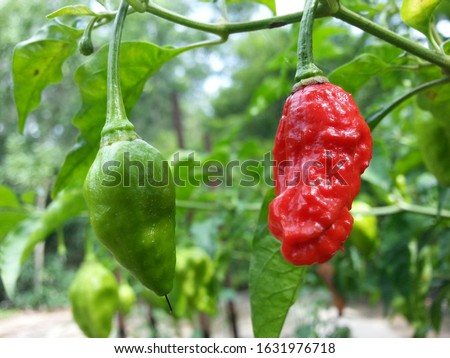 Naga Morich extremely Hot Pepper  Royalty-Free Stock Photo #1631976718