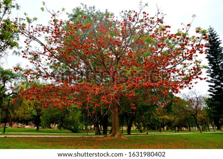 A beautiful shot of a tree with red blooms in the park